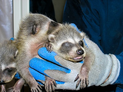hands holding baby raccoons